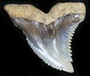 Large Hemipristis Serra Tooth - Maryland #26708-1